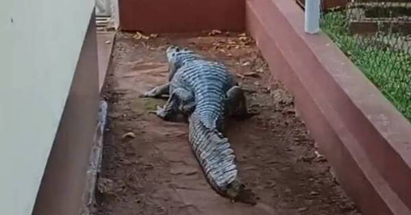 La Nación / Un yacaré “visitó” a personal de estación de bombeo de Itaipú de CDE