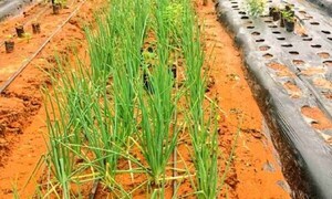 Ante calor intenso instan a tomar medidas para evitar azotes a la producción agropecuaria – Prensa 5