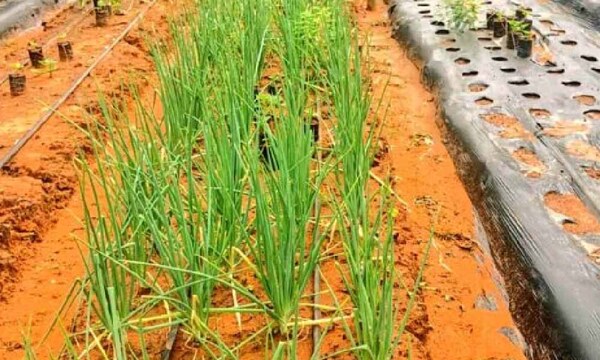 Ante calor intenso instan a tomar medidas para evitar azotes a la producción agropecuaria – Prensa 5