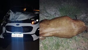 Vacuno en la vía pública, causante de accidentes en San José de los Arroyos - Noticiero Paraguay