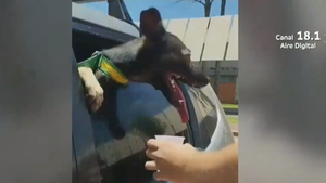 Video: Dejó a su perro encerrado en el auto, en plena siesta y con una sensación térmica de más de 40°C