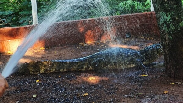 CDE: Jakare del lago se refugia en la estación de bombeo de la Essap