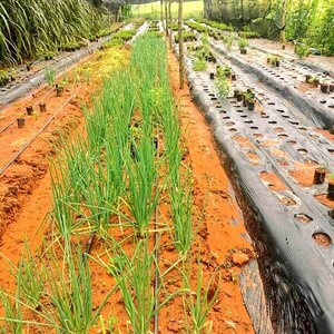 Ante calor intenso instan a tomar medidas para evitar azotes a la producción agropecuaria - ADN Digital
