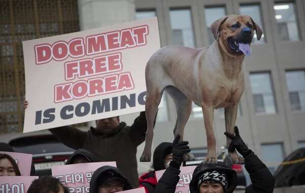 Parlamento de Corea del Sur aprueba prohibir el consumo humano de carne de perro - Mundo - ABC Color