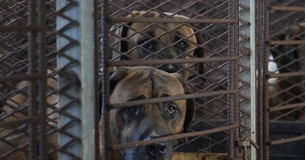 Diario HOY | Corea del Sur prohibirá consumo y comercio de carne de perro