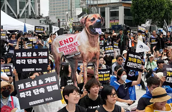 Corea del Sur prohíbe el consumo de carne de perro a partir de 2027 - .::Agencia IP::.