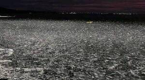 [VIDEO] Extraño comportamiento de peces antes de un terremoto en Filipinas: ¿anunciaron lo que pasaría?