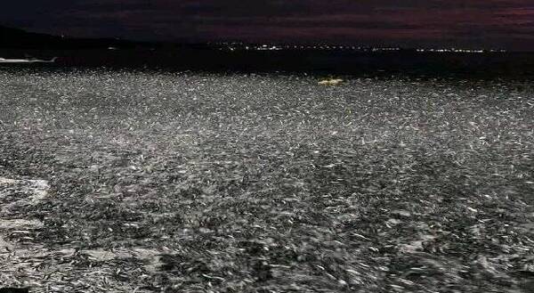 [VIDEO] Extraño comportamiento de peces antes de un terremoto en Filipinas: ¿anunciaron lo que pasaría?