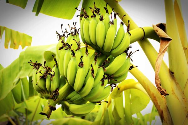 La banana paraguaya cada vez más cerca de llegar al mercado de Chile