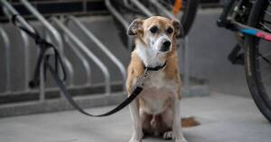 La Nación / Corea del Sur: prohíben consumo de carne de perro