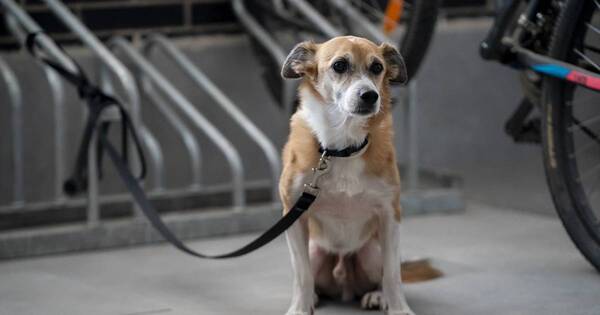 La Nación / Corea del Sur: prohíben consumo de carne de perro