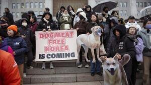 Corea del Sur prohíbe el consumo de carne de perro a partir de 2027 - ADN Digital