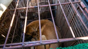 Corea del Sur aprobó la ley que prohíbe el consumo de carne de perro
