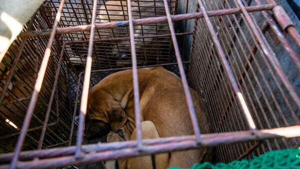 Corea del Sur aprobó la ley que prohíbe el consumo de carne de perro