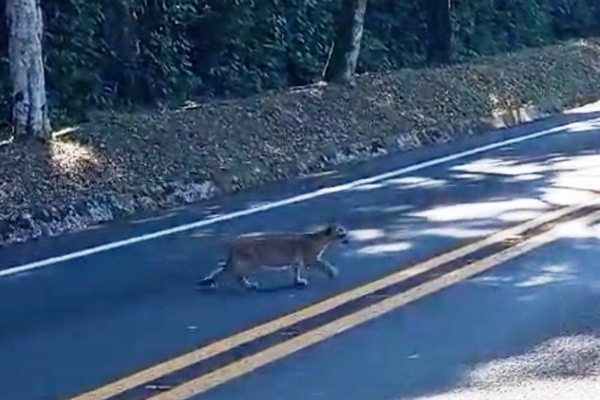 Captan a una cría de puma en el Parque Nacional Yguazú - La Clave