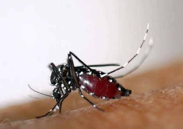 Notificaciones de dengue está en aumento en Alto Paraná y piden especial cuidado a los viajeros - ABC en el Este - ABC Color