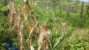 Altas temperaturas y aves afectan a productores de Corateí - Nacionales - ABC Color