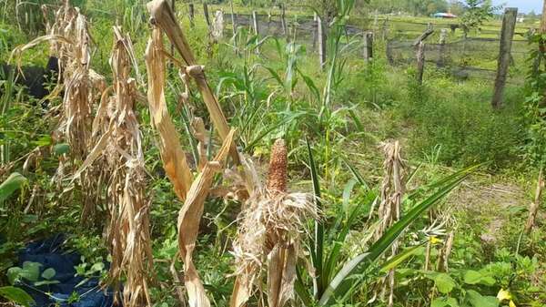 Altas temperaturas y aves afectan a productores de Corateí - Nacionales - ABC Color
