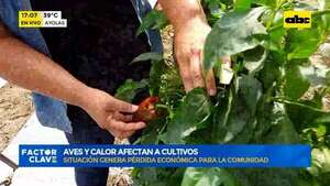 Ayolas: aves y calor afectan a cultivos - Factor Clave - ABC Color