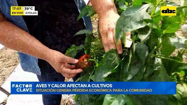 Ayolas: aves y calor afectan a cultivos - Factor Clave - ABC Color