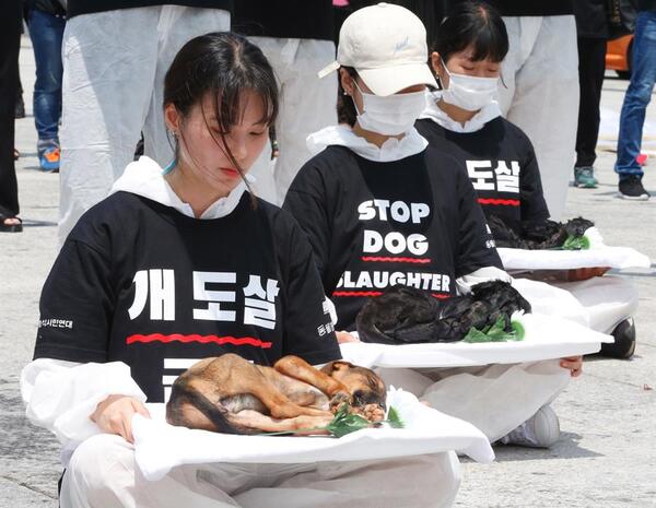 ¿Qué países del mundo todavía comen carne de perro? - San Lorenzo Hoy