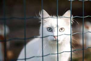 Mascotas: Vallas antiescape para gatos - Mascotas - ABC Color