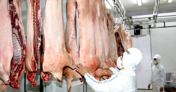 La Nación / Visitarán frigoríficos de carne porcina con miras a la apertura del mercado chileno