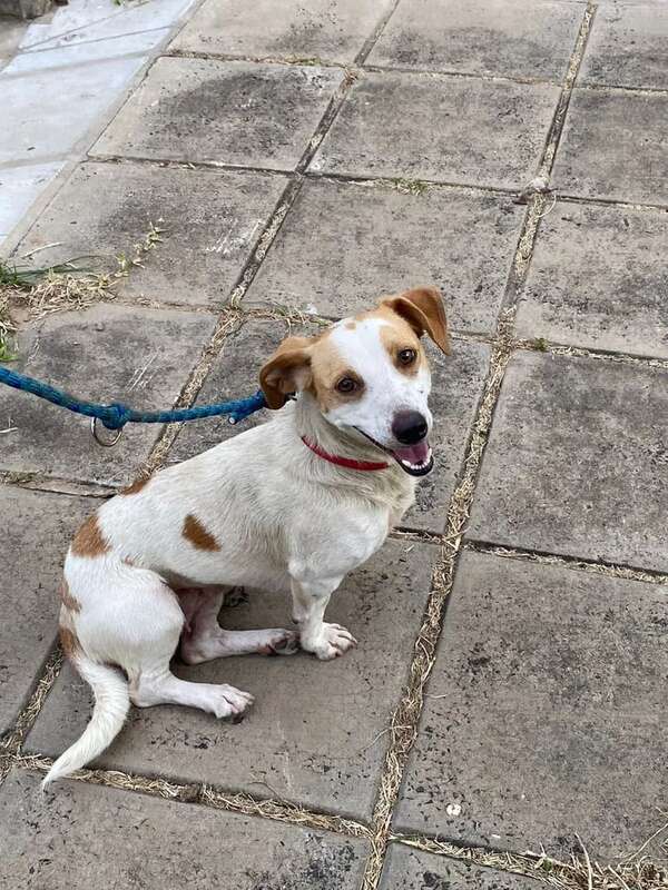 Perrita encontrada - Encontrá a tu mascota - ABC Color