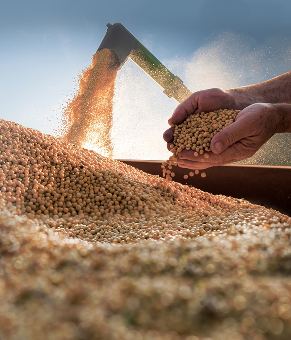 La oferta argentina es un desafío en el mercado de aceite y harina de soja