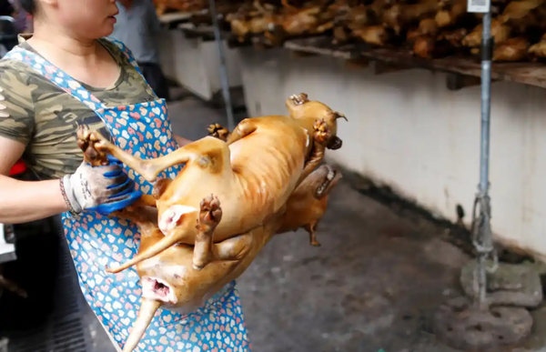 Corea del Sur prohíbe su tradición milenaria de consumir carne de perro - Noticiero Paraguay