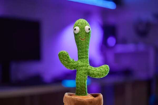 No regales el “cactus bailarín” sin saber antes esto - Estilo de vida - ABC Color