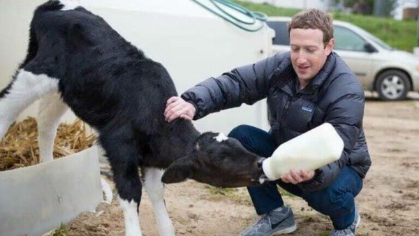Zuckerberg sorprende al anunciar que está criando vacas a base de nueces y cerveza