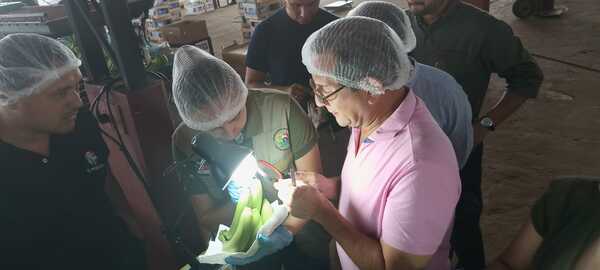 Senave prosigue con visitas técnicas a productores de banana ante recomendaciones del SAG de Chile - ADN Digital