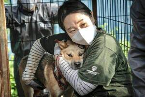 ¡Por fin! Corea del Sur prohíbe la venta de carne de perros