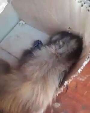 Video: un monito fue enviado por encomienda dentro de una caja y murió - Nacionales - ABC Color