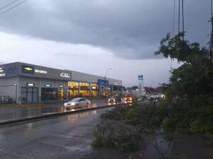 Enorme árbol cae sobre la avenida Eusebio Ayala y parte una columna - Nacionales - ABC Color