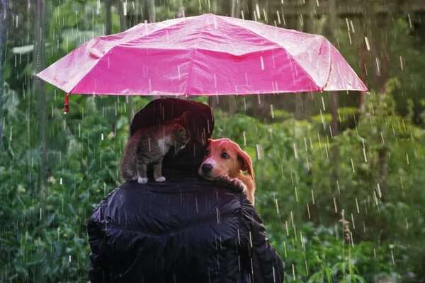 Qué hacer con las mascotas en días de lluvia - Mascotas - ABC Color