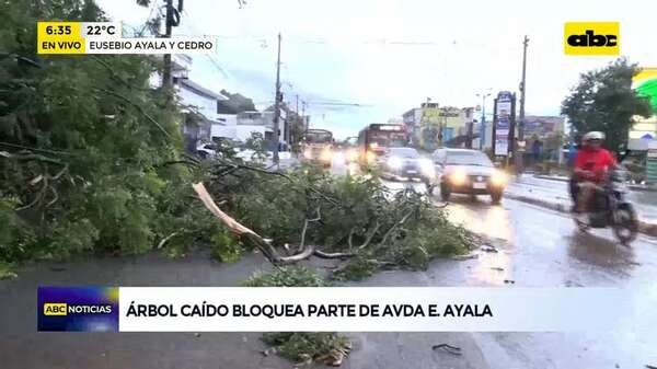 Video: Árbol caído bloquea parte de la avenida Eusebio Ayala - ABC Noticias - ABC Color