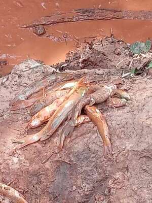 Mades verificará denuncia de contaminación de arroyo con cianuro en Guairá - Nacionales - ABC Color
