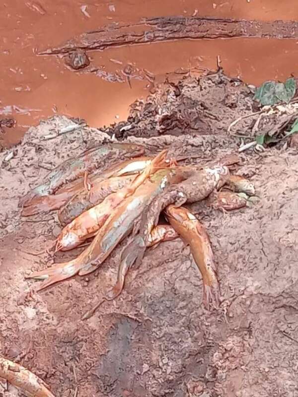 Mades verificará denuncia de contaminación de arroyo con cianuro en Guairá - Nacionales - ABC Color