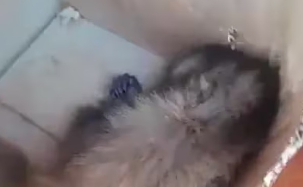 Monito muere asfixiado en una caja durante envío por encomienda - Noticiero Paraguay