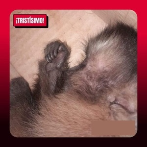 ASESINOS!! CIUDADANÍA ANIMALERA ESPERA MANO DURA DEL MADES - La Voz del Norte
