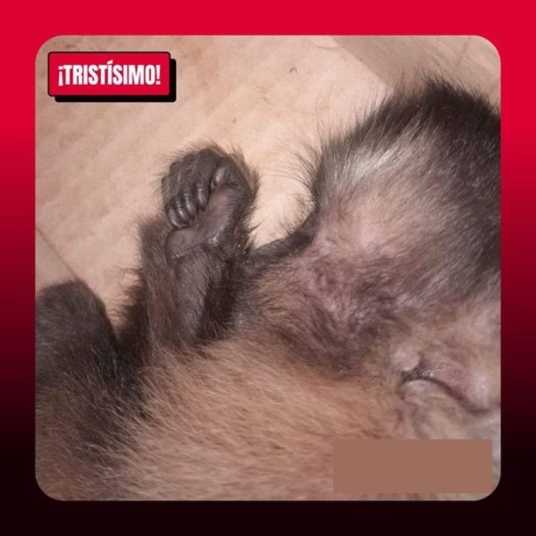 ASESINOS!! CIUDADANÍA ANIMALERA ESPERA MANO DURA DEL MADES - La Voz del Norte