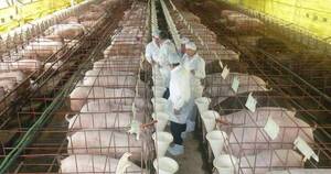 La Nación / Buen momento del sector porcino genera interés de inversionistas extranjeros