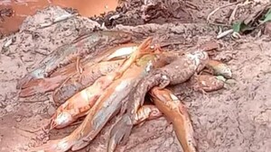 Paso Yobái: Ciudadanos denuncian mortandad de peces por supuesta contaminación