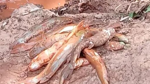 Paso Yobái: Ciudadanos denuncian mortandad de peces por supuesta contaminación