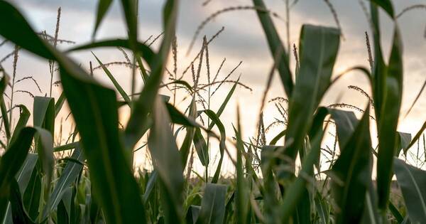 La Nación / Lluvias acumuladas beneficiarán a parcelas en fases reproductivas, afirman desde el Inbio