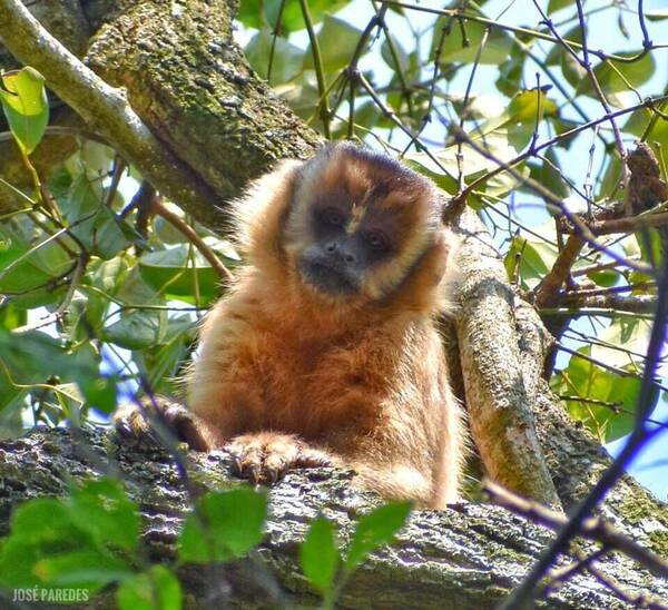 Ka'i que murió asfixiado: Defensa Animal presentó denuncia penal contra compradora