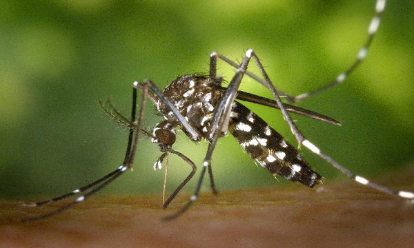 Aumento semanal de casos es de dengue y covid-19 30%, advierte Salud