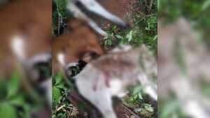 Un rayo mató a 11 vacas en un establecimiento en San Pedro del Paraná